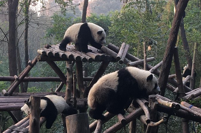 Day Tour: Chengdu Panda Breeding Base and Leshan Giant Buddha - Lunch near the Giant Buddha