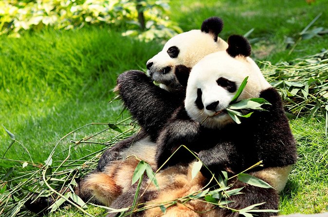 Day Tour: Chengdu Panda Breeding Base and Leshan Giant Buddha - The optional Sichuan Opera at 8pm