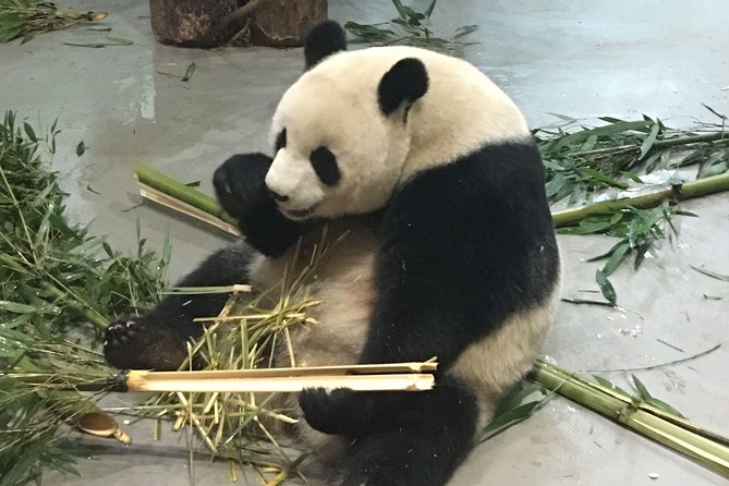 Day Tour: Chengdu Panda Breeding Base and Leshan Giant Buddha - Morning at Chengdu Panda Base
