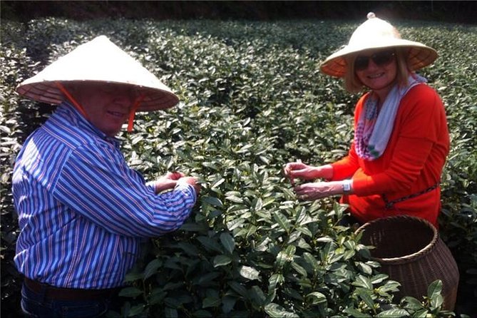 Day Tour to Discover the Secrets of Hangzhou's Tea Culture - The National Tea Museum Gives the Day Its Framework