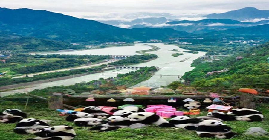 Dujiangyan panda base and irrigation system park day tour - 8:30 am at the Dujiangyan Panda Base