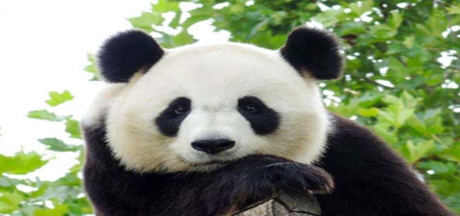 Dujiangyan panda base and irrigation system park day tour - 4:30 pm return to Chengdu