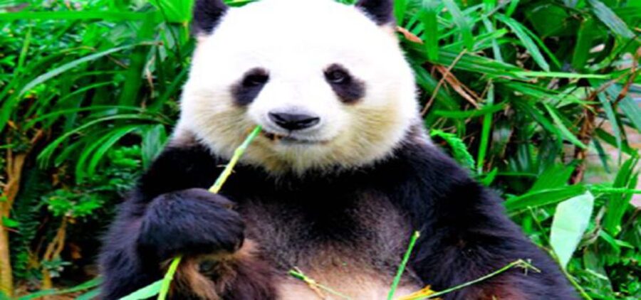 Dujiangyan panda base and irrigation system park day tour - 7:30 am pickup and the value of a private car