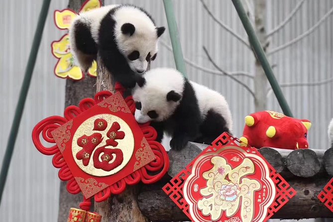 Dujiangyan Panda Base and Mount Qingcheng - Dujiangyan Panda Paradise, where the morning begins