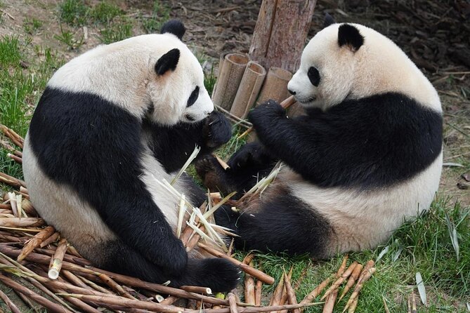 Dujiangyan/Wolong Panda Sanctuary day tour option panda keeper - Dujiangyan Panda Base, the easier choice