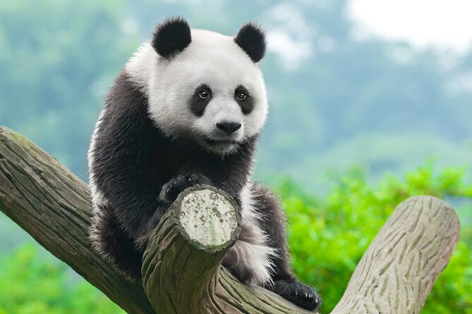 Dujiangyan/Wolong Panda Sanctuary day tour option panda keeper - Wolong, a longer ride into the mountains