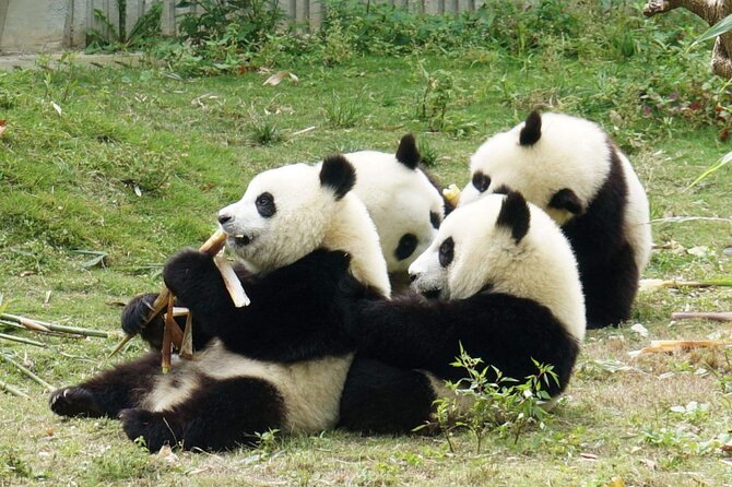 Dujiangyan/Wolong Panda Sanctuary day tour option panda keeper - What the panda keeper option really includes