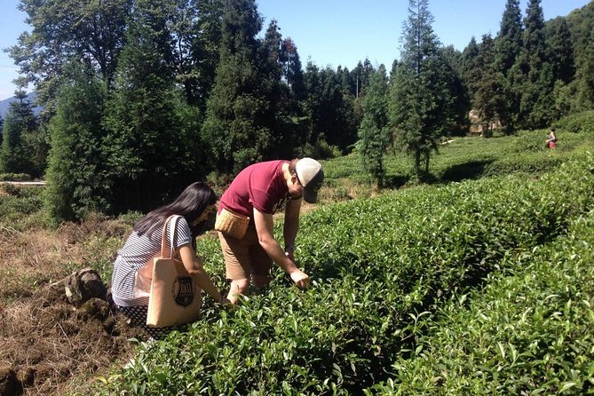 Experience Chengdu: Private Tea-Making Day Tour of Mengdingshan Tea Plantation - What the private format changes
