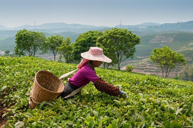 Experience Chengdu: Private Tea-Making Day Tour of Mengdingshan Tea Plantation - Walking the Mengdingshan tea terraces