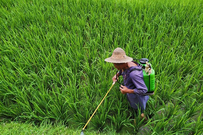From Guilin/Yangshuo: Longji Rice Terraces and Ethnic Minority Village Day Tour - Seeing the Dragon’s Backbone terraces
