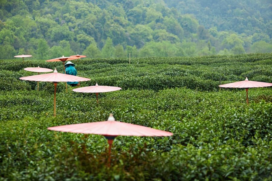 From Shanghai: Hangzhou Private Day Trip by Bullet Train - Longjing tea fields and lunch with a sales angle