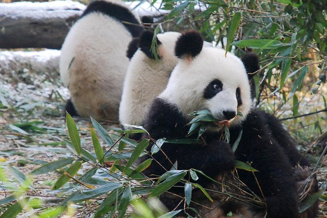 Giant Panda and Buddha 1 day tour - Why put pandas and Leshan together?
