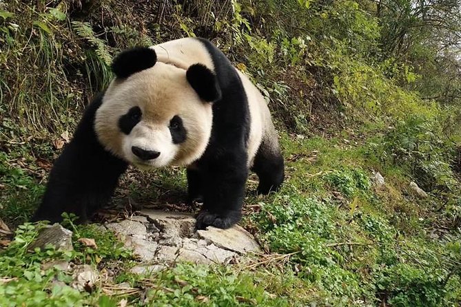 Giant Panda and Buddha 1 day tour - How the guide shapes the day