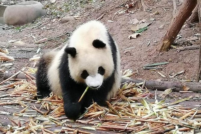 Giant Panda and Buddha 1 day tour - Is $173.34 a fair price?