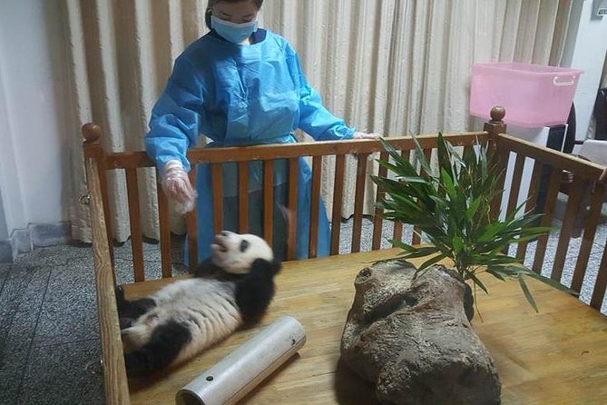Giant Panda and Buddha 1 day tour - What your panda visit can and cannot promise