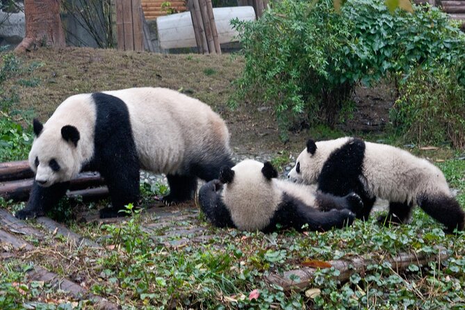 Giant Panda and Leshan Buddha Day Trip from Chengdu - An early start at the Giant Panda Breeding Research Base