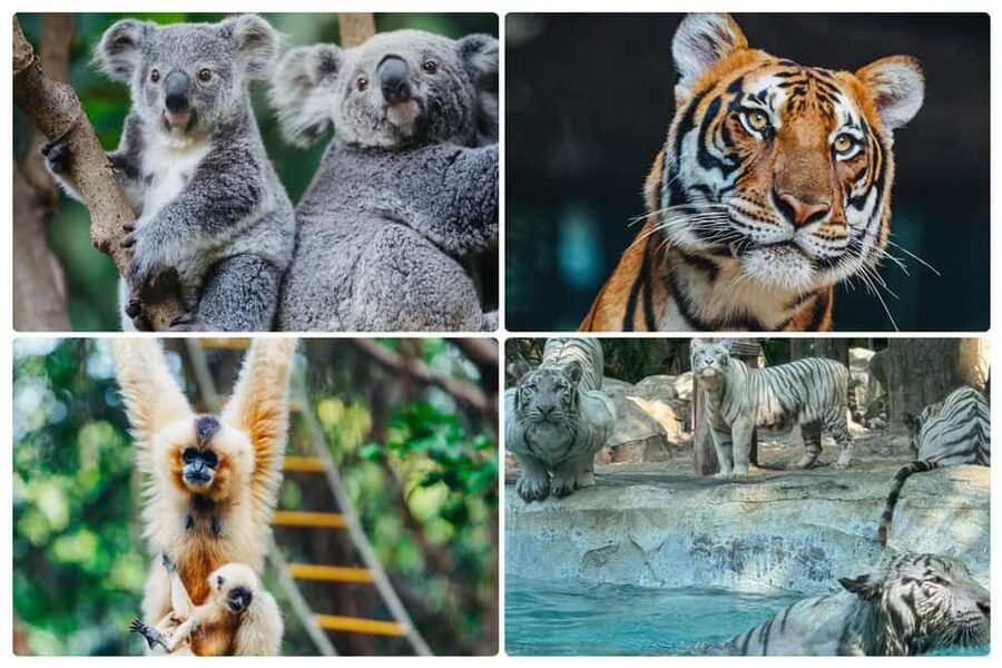 Guangzhou Chimelong: Safari Park/Paradise（Optional Day Tour） - Should you book Chimelong?