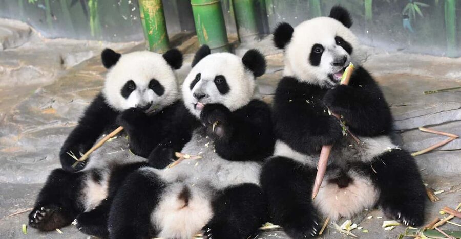 Guangzhou Chimelong: Safari Park/Paradise（Optional Day Tour） - Chimelong Paradise: coasters, family rides, and shows