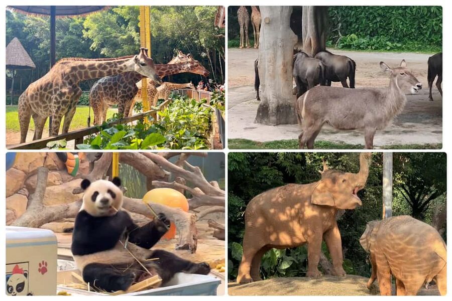 Guangzhou Chimelong: Safari Park/Paradise（Optional Day Tour） - Getting there and collecting your ticket