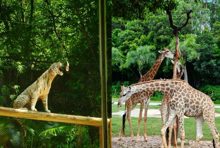 Guangzhou Chimelong: Safari Park/Paradise（Optional Day Tour） - What the $40 ticket does not solve