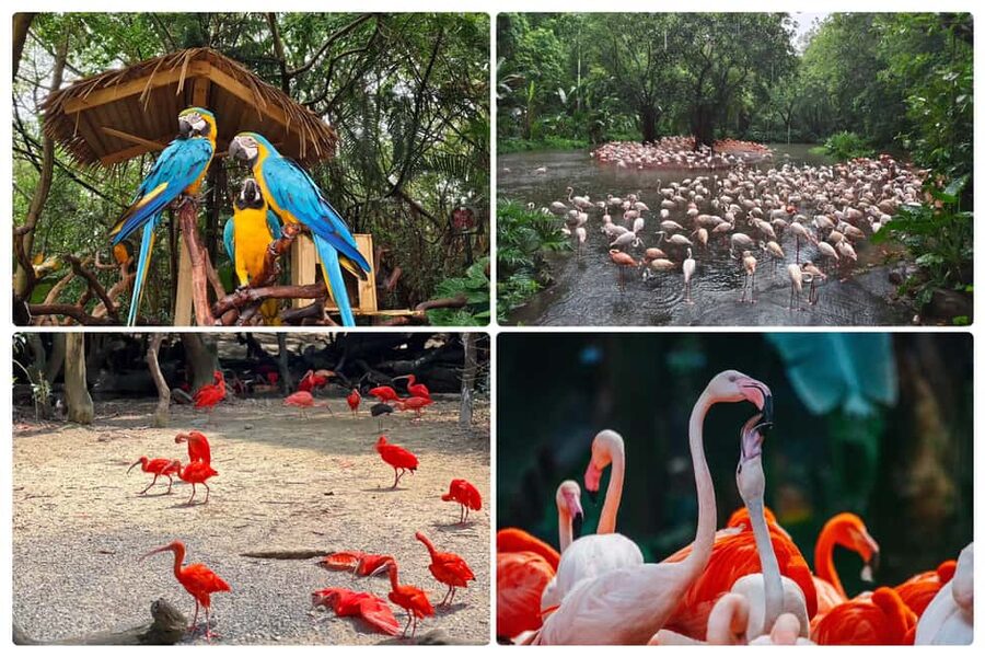 Guangzhou Chimelong: Safari Park/Paradise（Optional Day Tour） - Safari Park: pandas and a full day of animal viewing