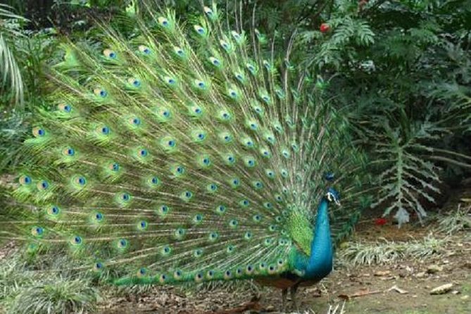 Guangzhou City Tour for Travellers from Hong Kong by Bullet Train - Price, extra costs, and what you receive
