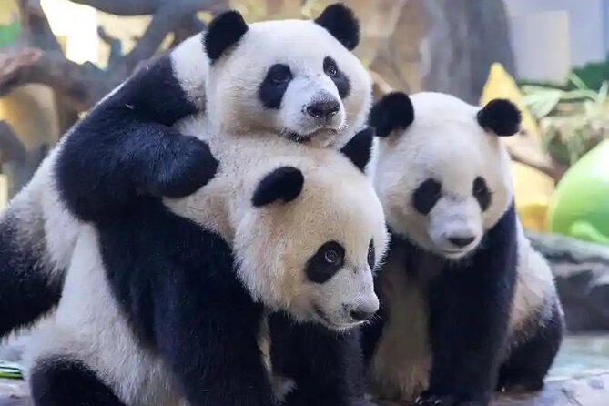 Guangzhou Private Safari Tour with Ride and Giant Panda viewing - Why Chimelong’s pandas are the main event