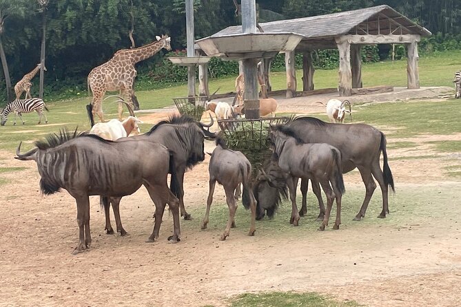 Guangzhou Private Safari Tour with Ride and Giant Panda viewing - Shows add a second kind of entertainment