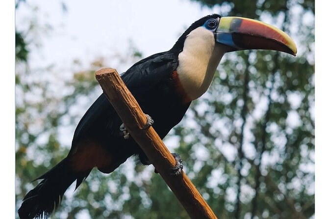 Guangzhou Private Safari Tour with Ride and Giant Panda viewing - Is $399 per person good value?