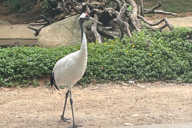 Guangzhou Private Safari Tour with Ride and Giant Panda viewing - Weather and cancellation rules