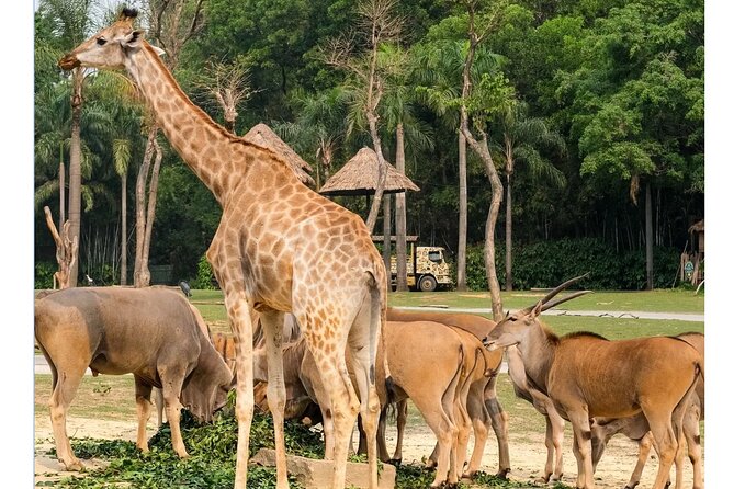 Guangzhou Private Safari Tour with Ride and Giant Panda viewing - Three hours can feel short