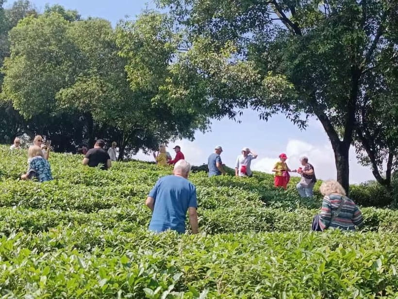 Guilin: City Tour with Elephant Hill & Ming Tea Tasting - The short drive to Yao Mountain’s tea plantation