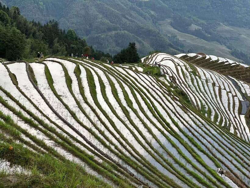 Guilin: Day tour of Longji Rice Terraces and Yangshuo - Is $195 a fair price?