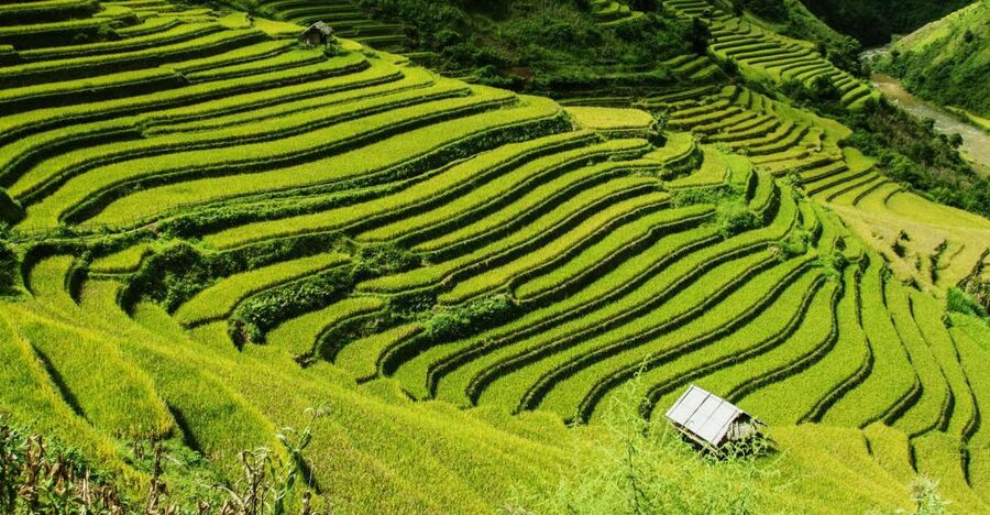 Guilin Longji Terraces Private Day Tour - Why the Longji Terraces are worth the long road