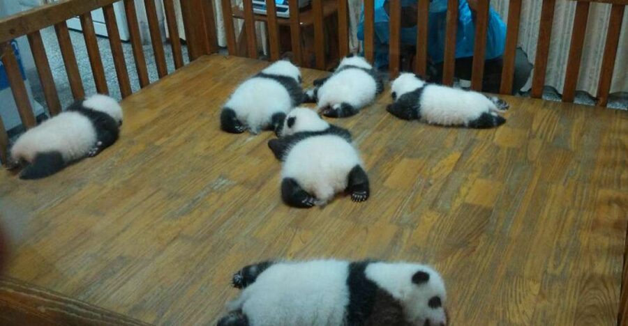 Half Day Amazing Chengdu Panda Base Trip - Key points to know before booking
