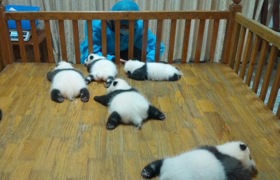 Half Day Amazing Chengdu Panda Base Trip - Who will enjoy this Panda Base visit most?