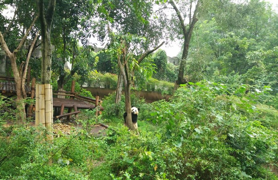 Half Day Amazing Chengdu Panda Base Trip - Entering a carefully managed panda center