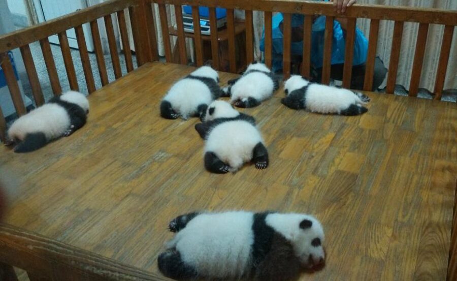 Half Day Amazing Chengdu Panda Base Trip - Feeding, playing, and photographing the pandas