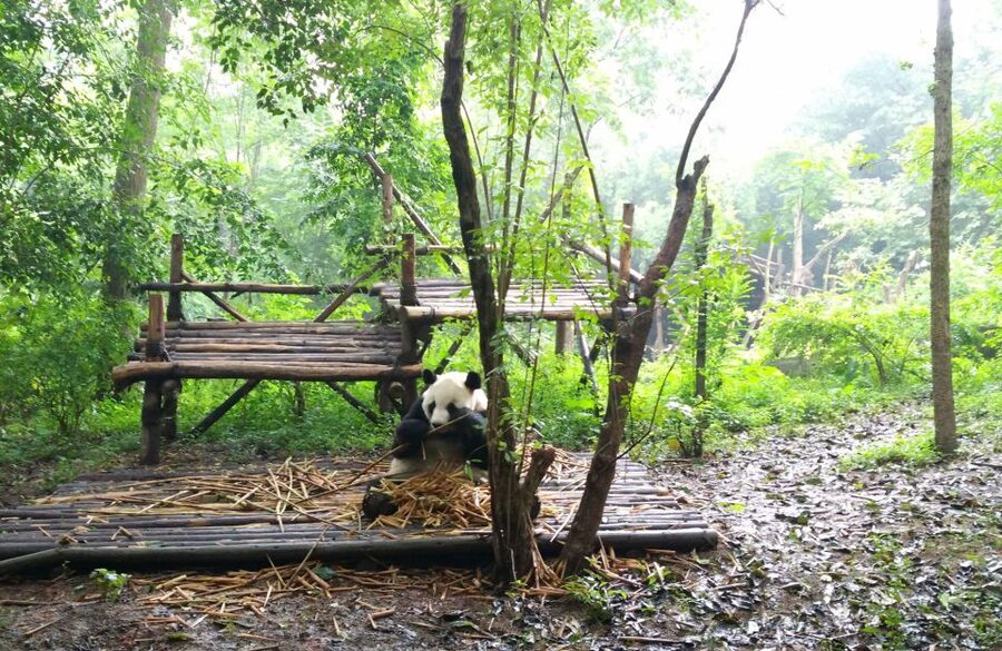 Half Day Amazing Chengdu Panda Base Trip - How the private guide changes the visit