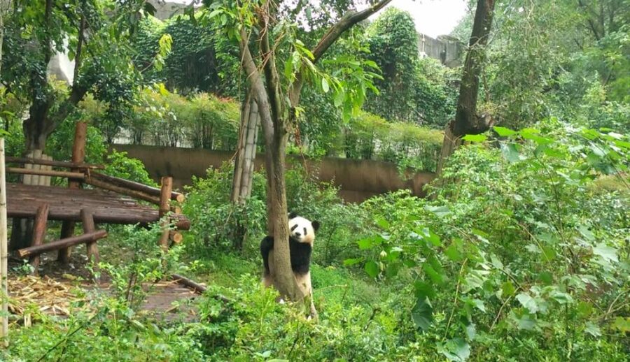 Half Day Amazing Chengdu Panda Base Trip - The four-hour format and what it leaves out