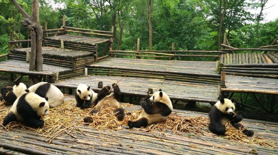 Half Day Amazing Chengdu Panda Base Trip - Is $205 per person a fair price?