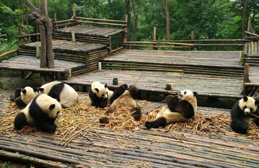 Half Day Amazing Chengdu Panda Base Trip - What to bring and practical details