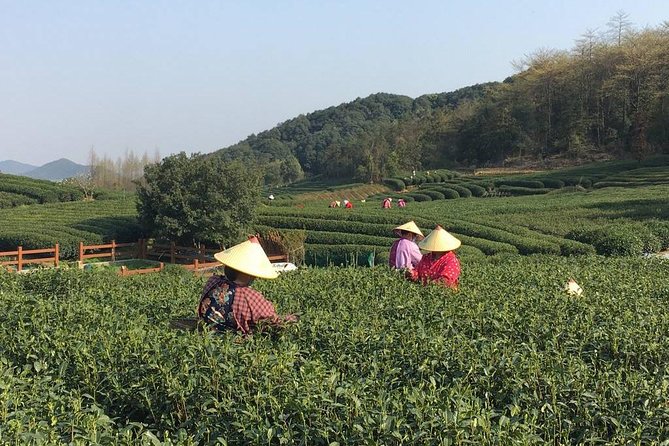 Half-Day Hangzhou Yunxi Bamboo Forest and Tea Plantation Experience - From Hangzhou to Yunxi’s bamboo paths