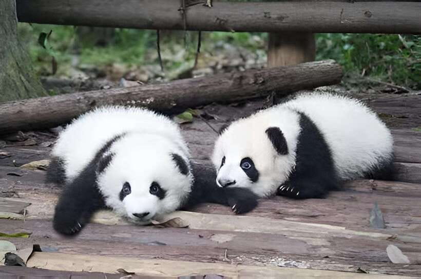 Half day small group tour to Chengdu Panda Breeding Center - Why this half-day panda visit works well