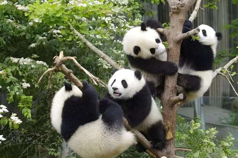 Half day small group tour to Chengdu Panda Breeding Center - Three hours among giant pandas