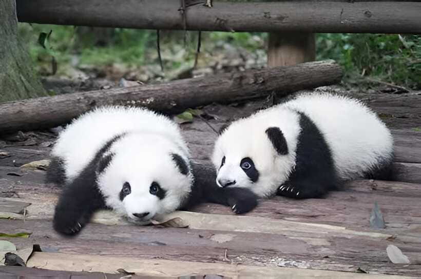 Half day small group tour to Chengdu Panda Breeding Center - Who should book this panda experience?