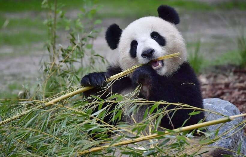 Half day small group tour to Chengdu Panda Breeding Center - The 30 to 40 minute ride from central Chengdu
