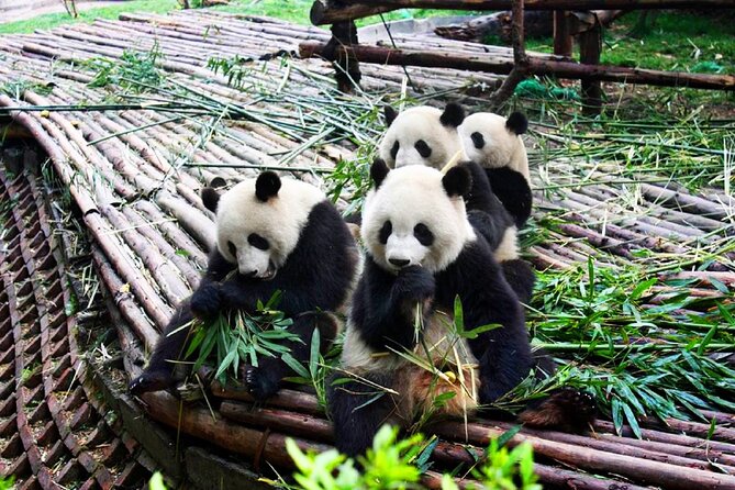 Half-Day Tour at Chengdu Panda Breeding Research Base - Why the Chengdu Panda Base is worth your morning