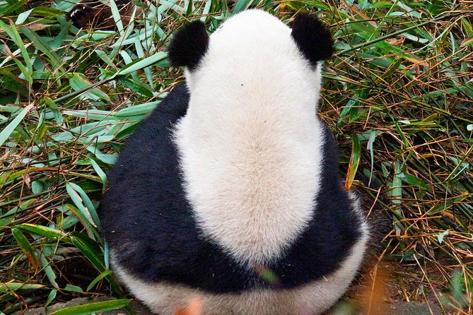 Half-Day Tour at Chengdu Panda Breeding Research Base - The guide can make the difference