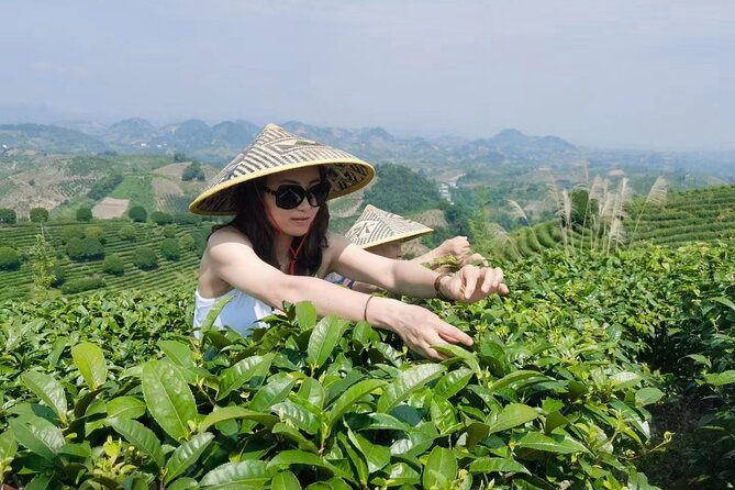 Half-day Tour: Largest Tea Plantation & Amazing Xianggong Hill - A seasonal stop for kumquats